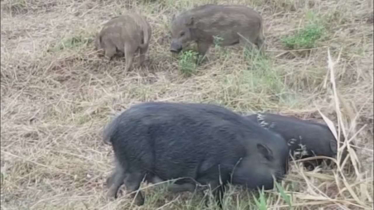 <p class="MsoNormal">Més vigilància al Parc de la Serralada Litoral per controlar els senglars <span style="font-family:"Arial",sans-serif;font-size:18.0pt;"><span style="line-height:107%;mso-ansi-language:CA;" lang="CA"><strong><o:p></o:p></strong></span></span></p>