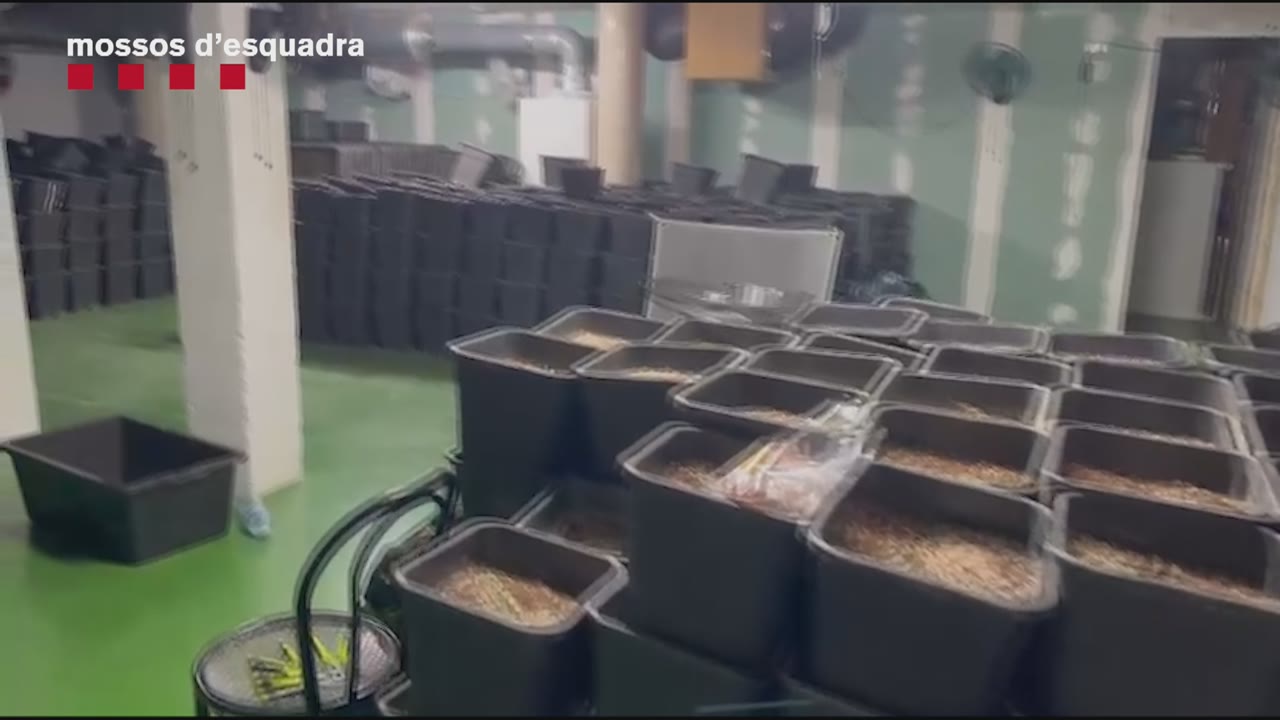 desmantellada-una-plantacio-de-marihuana-a-cabrils-amb-quatre-detinguts
