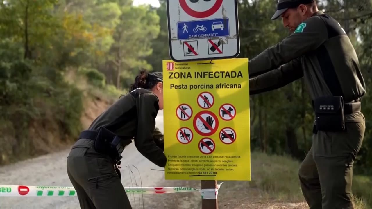 el-govern-vol-reduir-a-la-meitat-els-senglars-a-catalunya